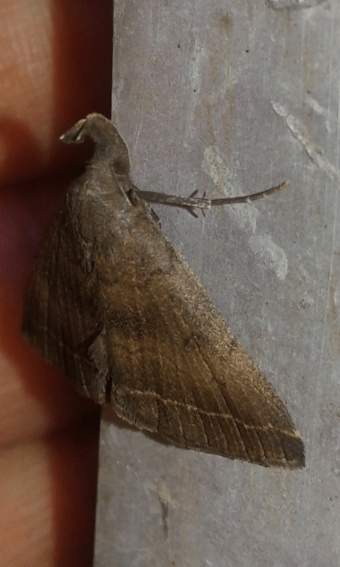 Pechipogo plumigeralis (Erebidae)? S